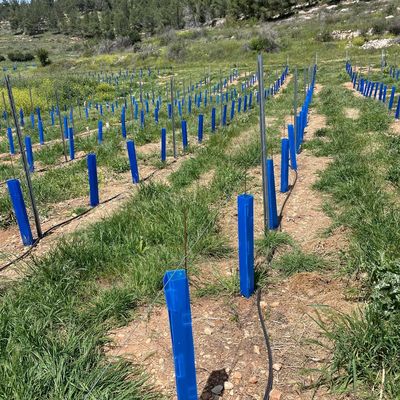 कॉरफ्लूट ट्री गार्ड बागवानों, लैंडस्केपर्स और पेड़ नर्सरी के लिए उपयुक्त है जो टिकाऊ पौध सुरक्षा ट्यूब की तलाश में हैं